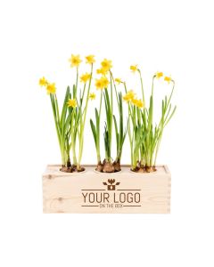 Spring out of the Box - L