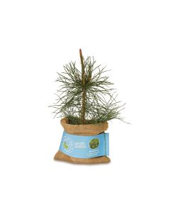 Schenk der Erde eine Pflanze - Waldkiefer