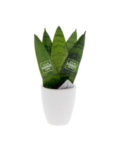 Message Printz® - Sansevieria in Geschenkbox
