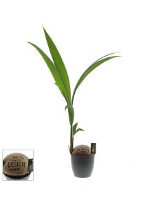 Greenbrandingz® - Kokosnussbaum