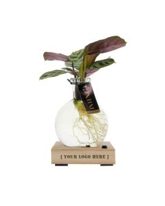 Hydroponische Lichtpflanze in Geschenkbox