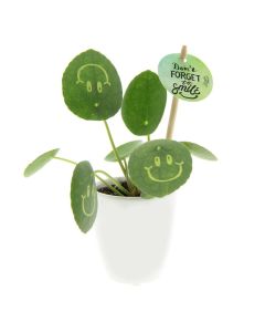 Smylieplant® small
