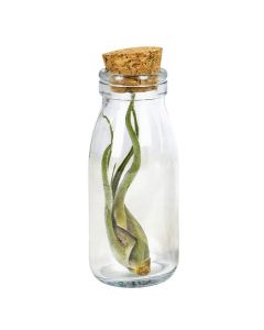 Luftplanzen Flasche