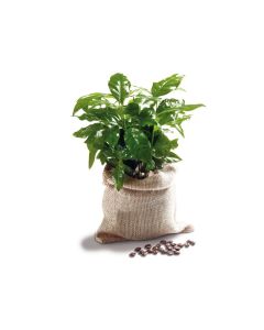 Reiche Ernte im Kaffeesack - Minipflanze