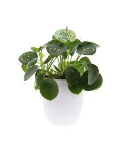 Smylieplant® large