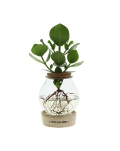 Hydroponische Pflanze im Glaskolben mit LED-Licht in Geschenkbox