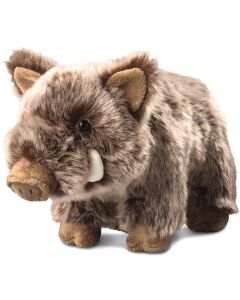 Wildschwein Nicolo