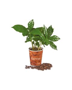 ,,Espresso" Mini-Kaffeepflanze